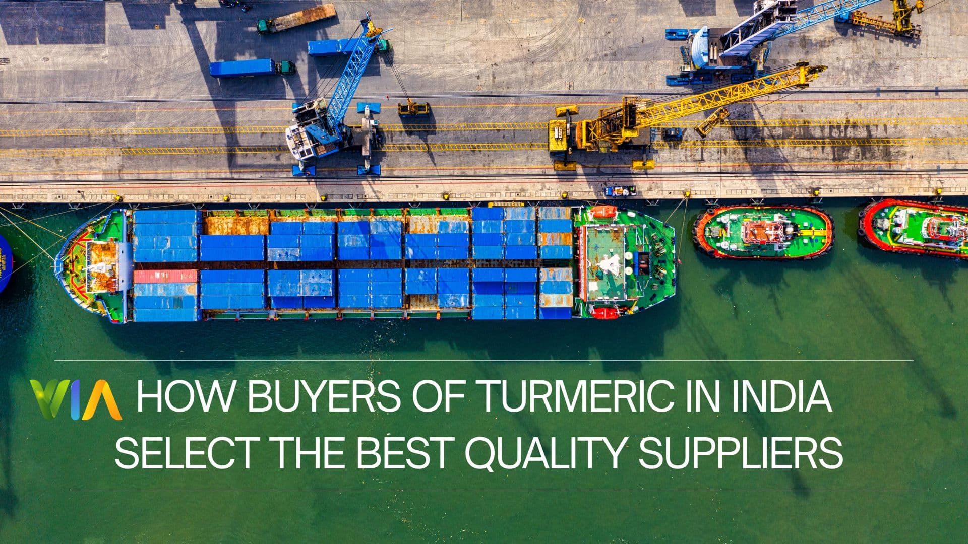 How Buyers of Turmeric in India Select the Best Quality Suppliers – Complete Guide